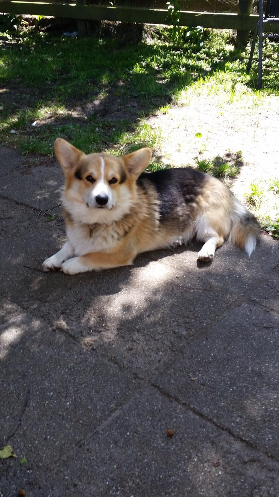 Welsh corgi pembroke Ludwig  billede 1