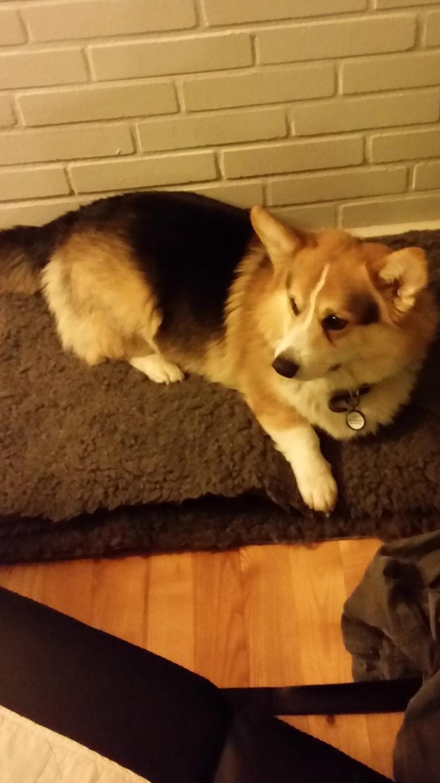 Welsh corgi pembroke Ludwig  billede 2