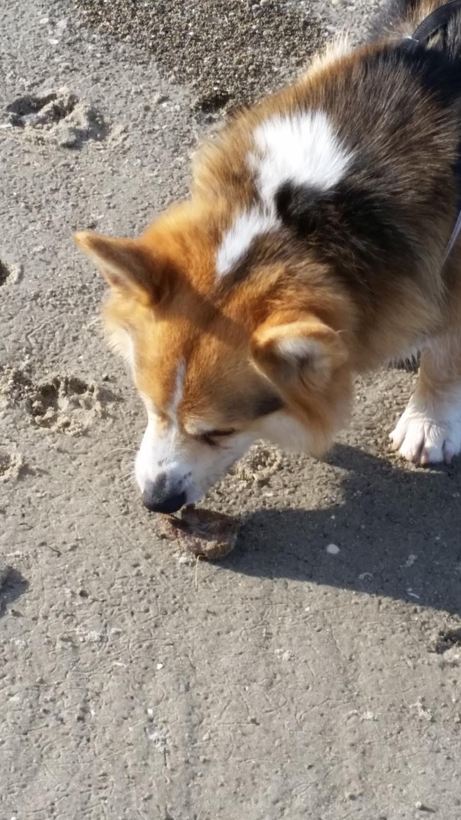 Welsh corgi pembroke Ludwig  billede 3