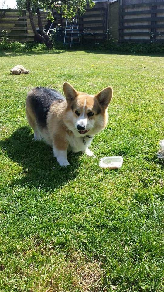 Welsh corgi pembroke Ludwig  billede 4