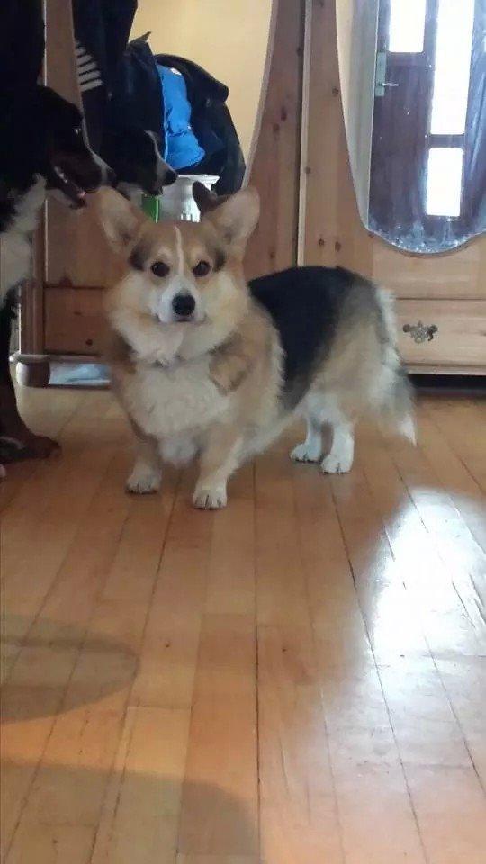 Welsh corgi pembroke Ludwig  billede 5
