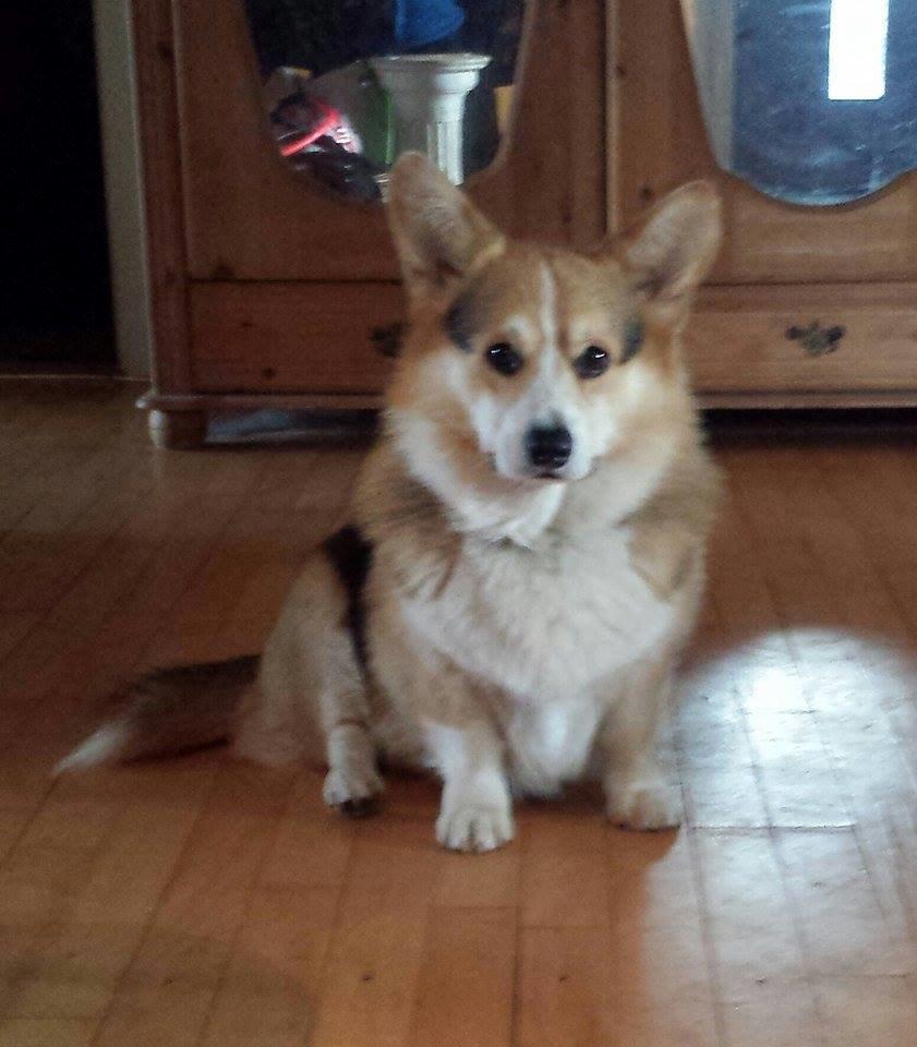 Welsh corgi pembroke Ludwig  billede 6