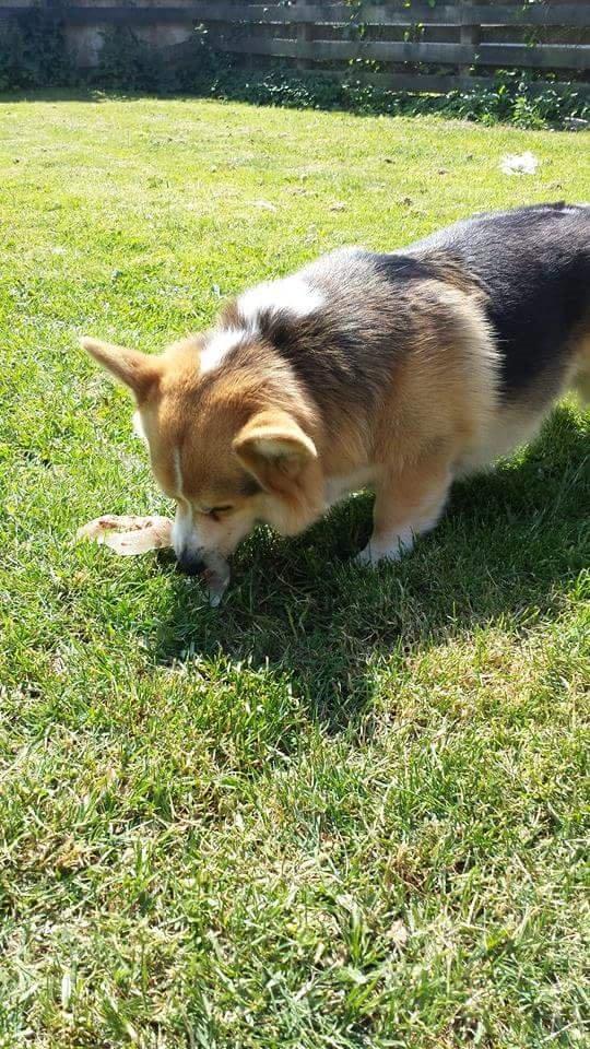 Welsh corgi pembroke Ludwig  billede 7