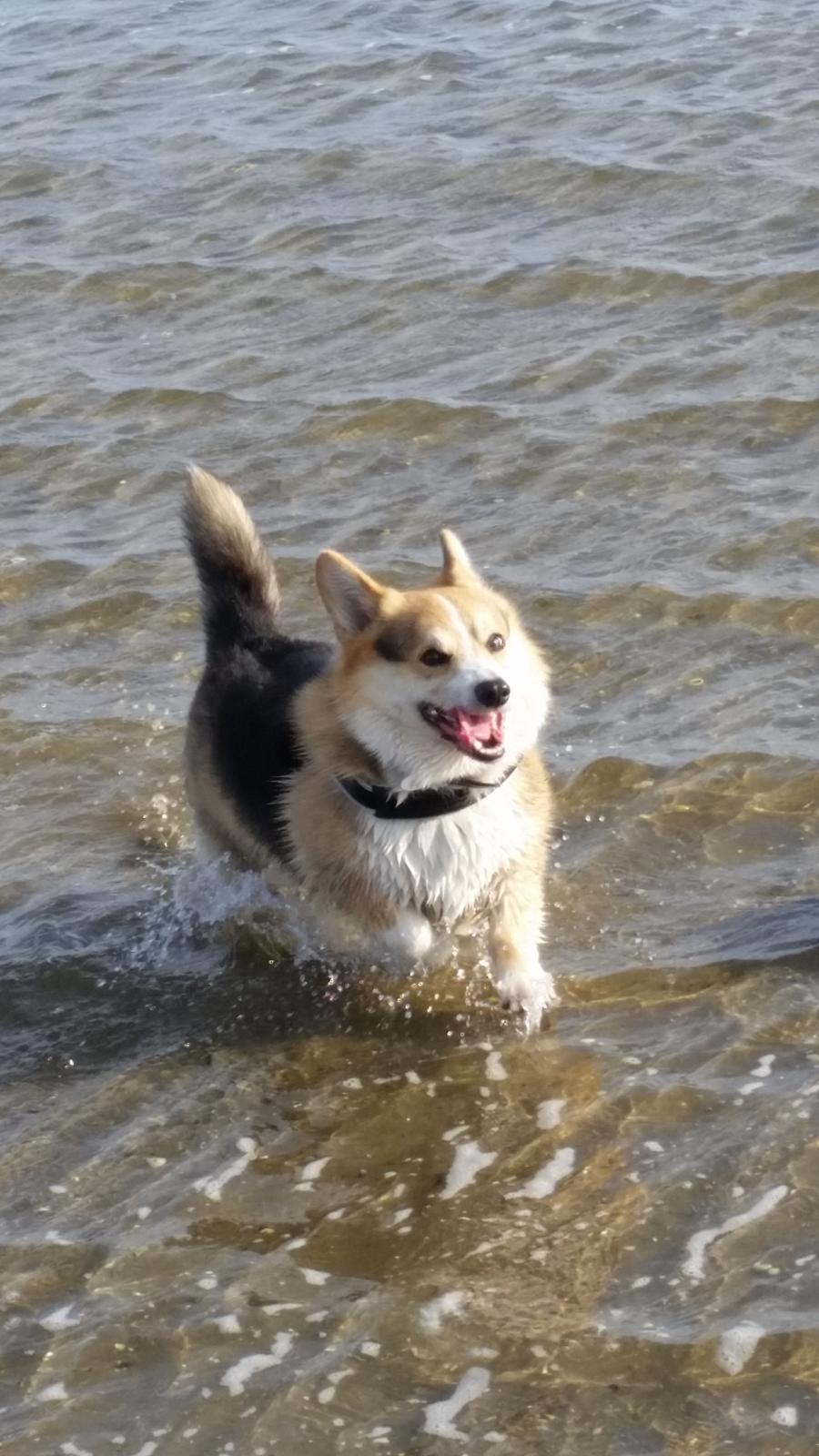 Welsh corgi pembroke Ludwig  billede 8