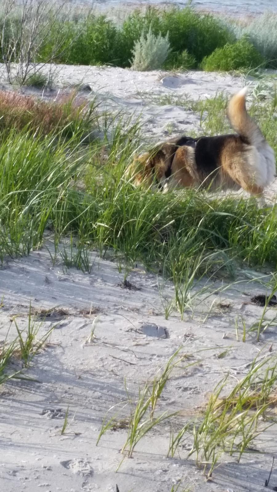 Welsh corgi pembroke Ludwig  billede 9