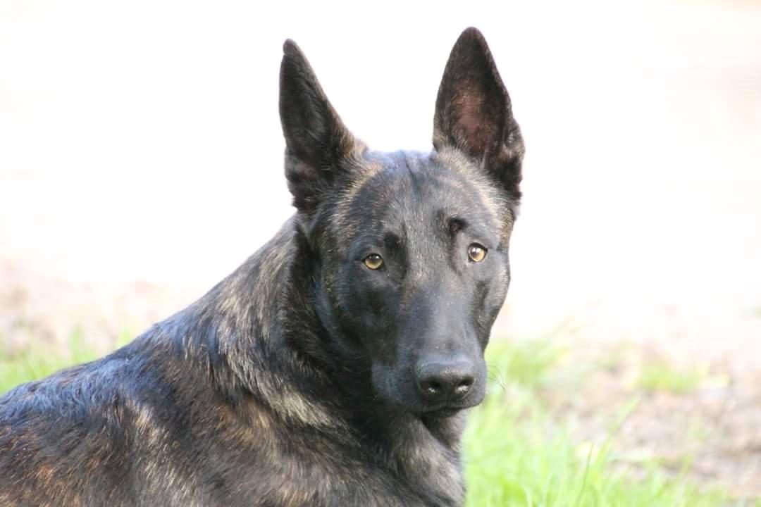 Hollandsk hyrdehund Flottenheimer's Sico billede 21