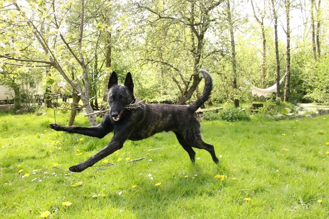 Hollandsk hyrdehund Flottenheimer's Sico billede 22