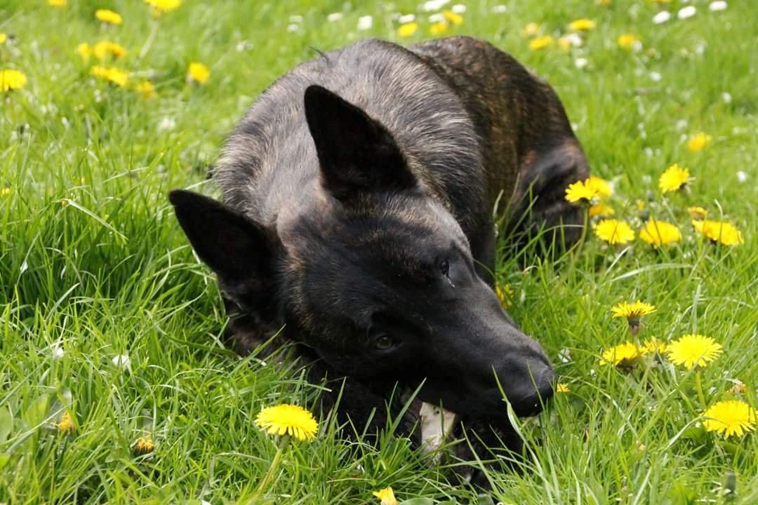 Hollandsk hyrdehund Flottenheimer's Sico billede 23