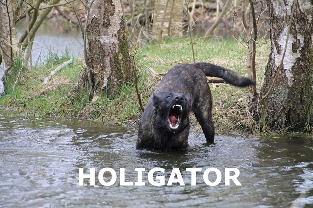 Hollandsk hyrdehund Flottenheimer's Sico billede 24