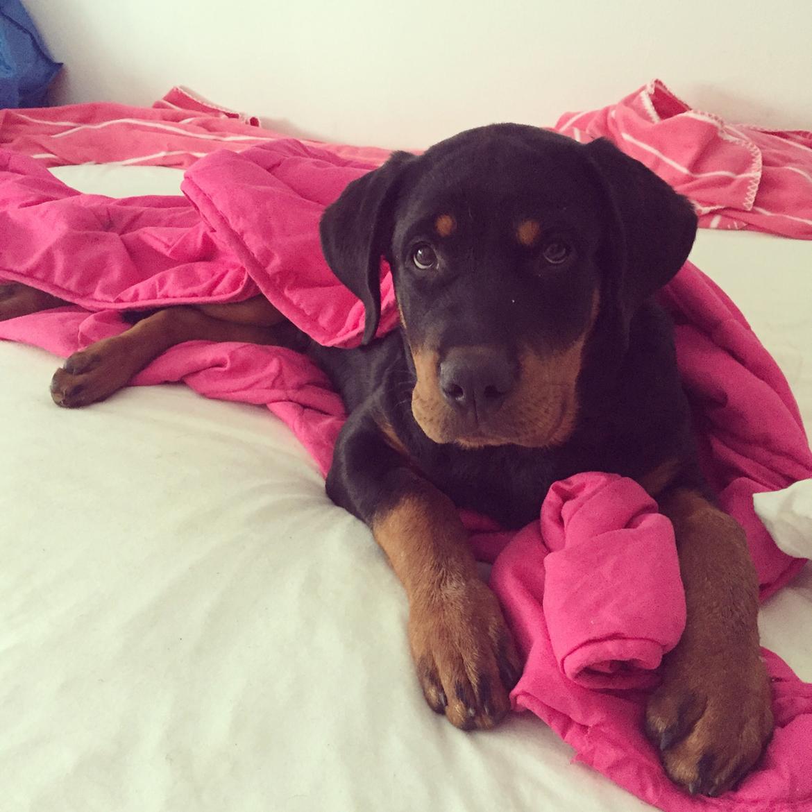 Rottweiler Anton billede 18