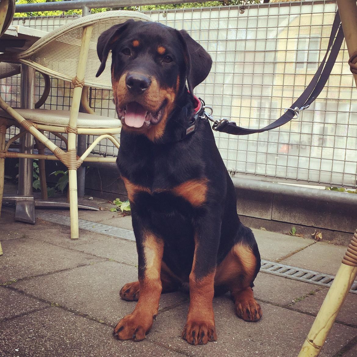 Rottweiler Anton billede 22