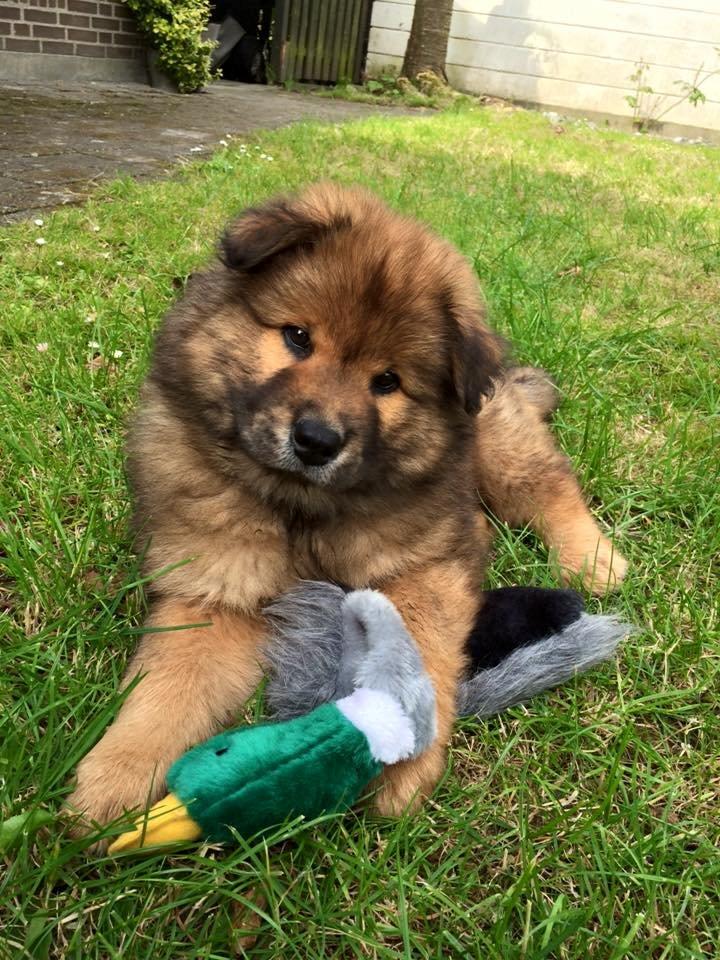 Eurasier Enzo ( Balule's Inxs) billede 1