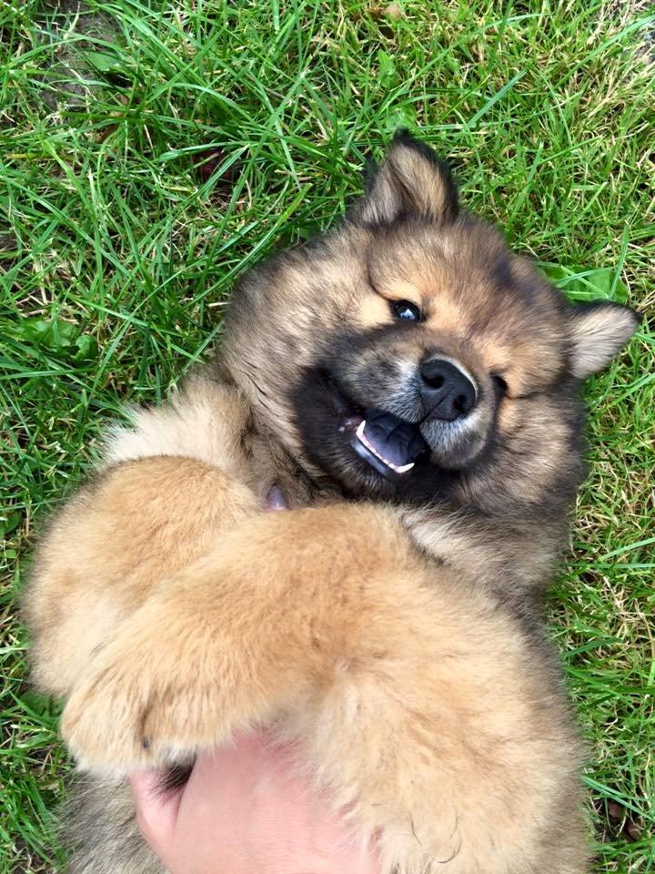 Eurasier Enzo ( Balule's Inxs) billede 3