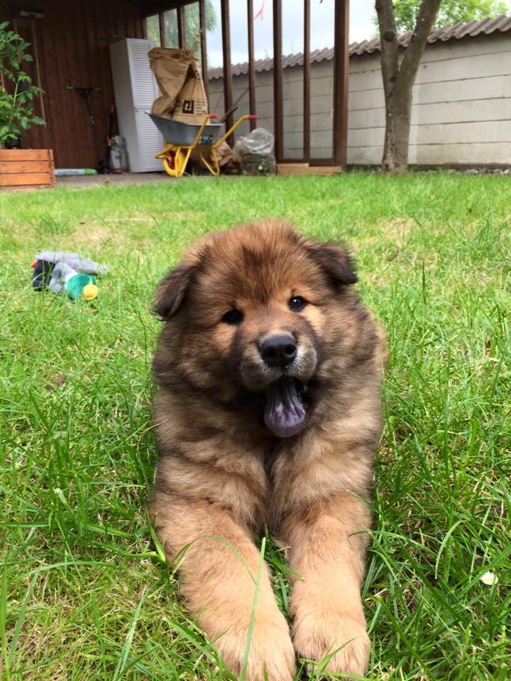 Eurasier Enzo ( Balule's Inxs) billede 4