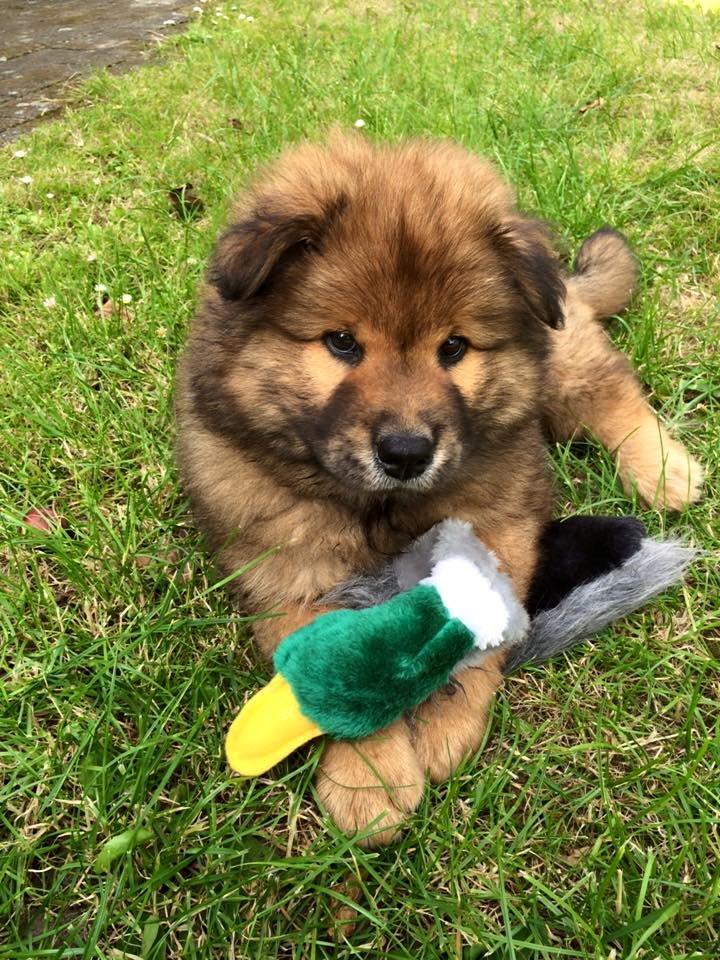 Eurasier Enzo ( Balule's Inxs) billede 2