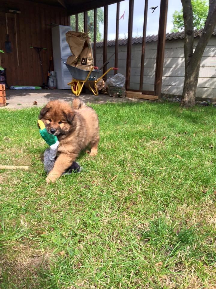 Eurasier Enzo ( Balule's Inxs) billede 5