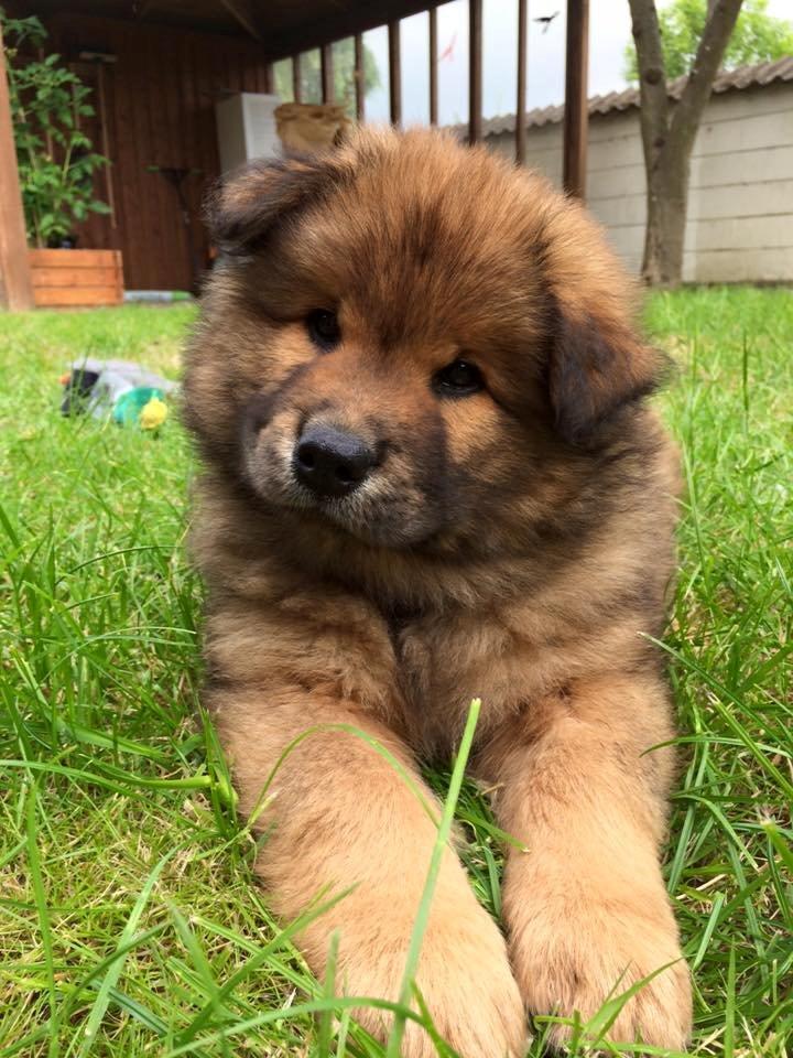 Eurasier Enzo ( Balule's Inxs) billede 6
