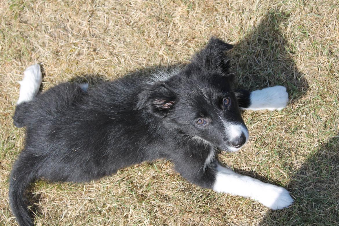 Border collie Zoey - Zoey 9 uger billede 7