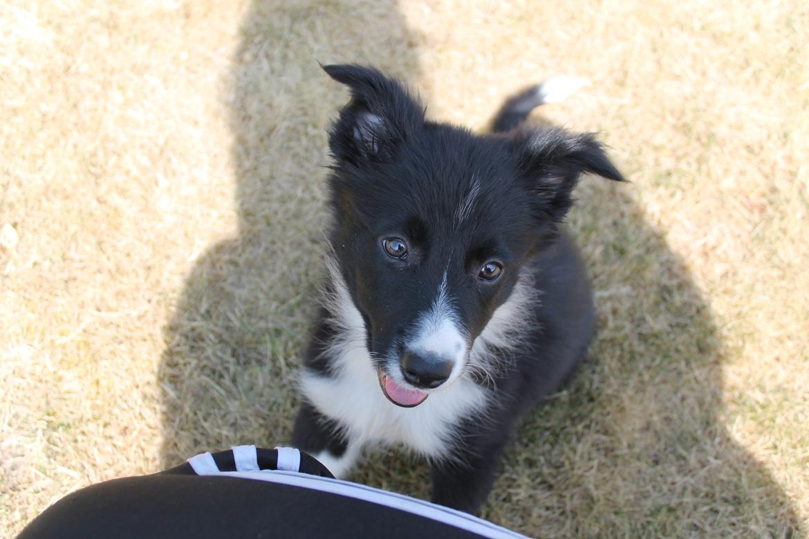 Border collie Zoey - Zoey 9 uger billede 9