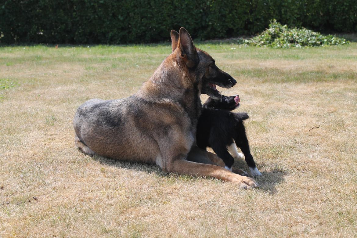 Border collie Zoey - Zoey og Rex billede 10