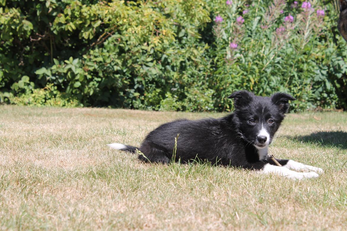 Border collie Zoey - Zoey 10 uger billede 12