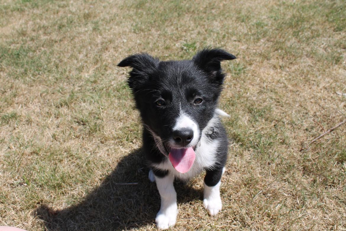 Border collie Zoey - Zoey 10 uger billede 13