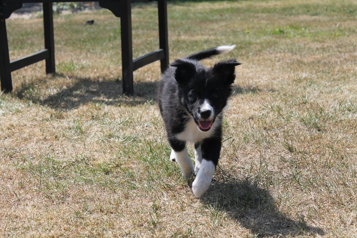 Border collie Zoey - Zoey 9 uger billede 8