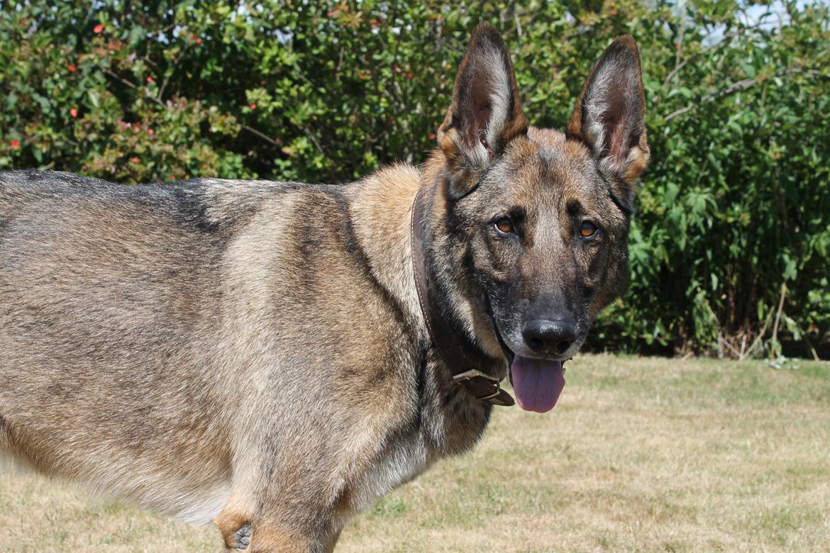 Schæferhund Rex (himmelhund) billede 10