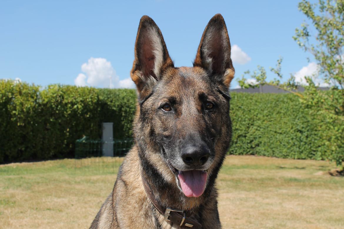 Schæferhund Rex (himmelhund) billede 12