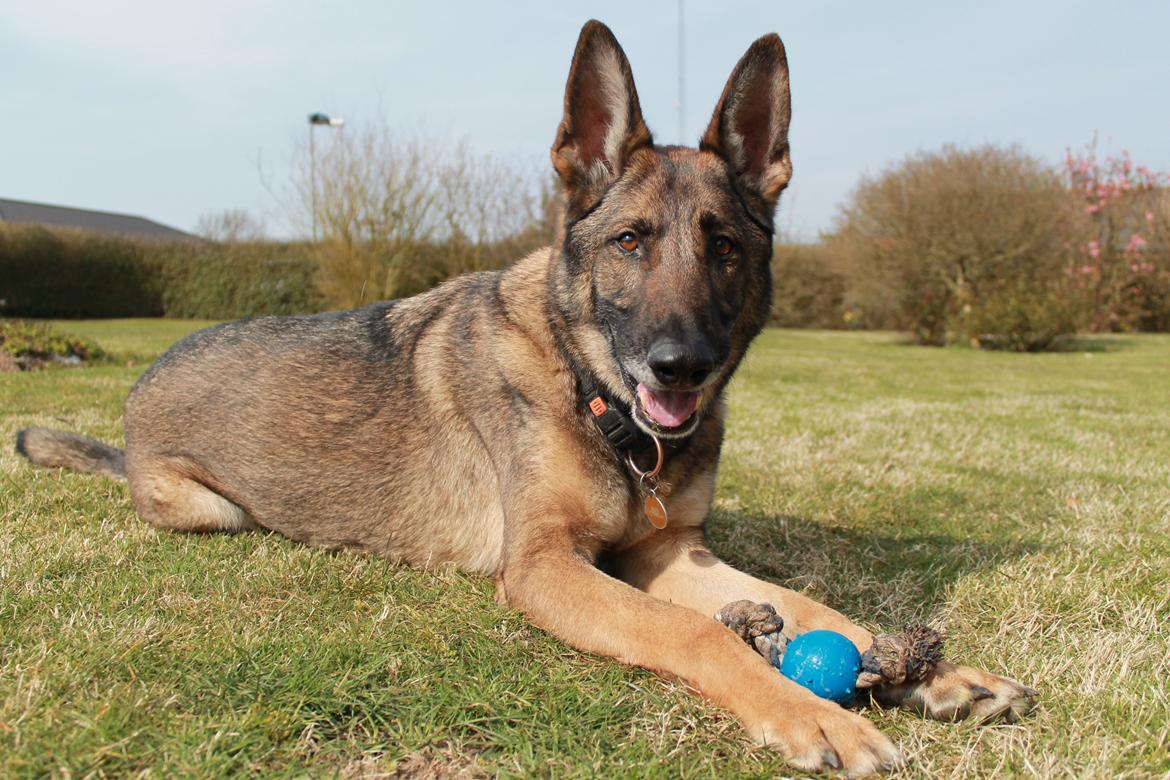 Schæferhund Rex (himmelhund) billede 13