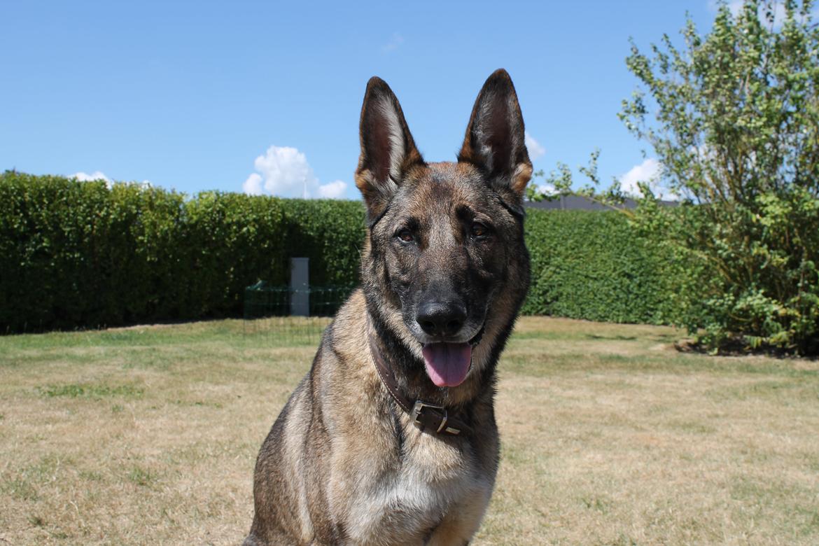 Schæferhund Rex (himmelhund) billede 11