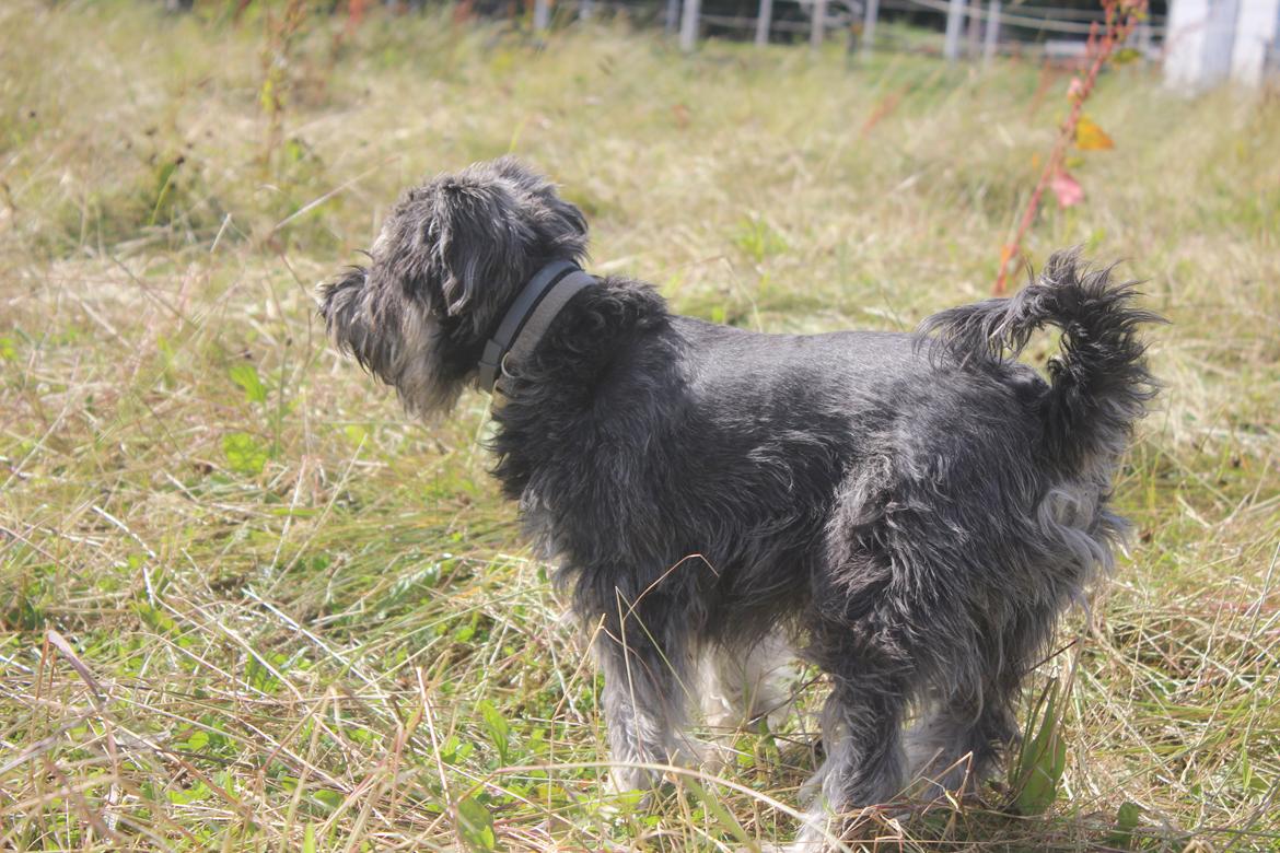 Dvaergschnauzer William (Staldhund<3) billede 5