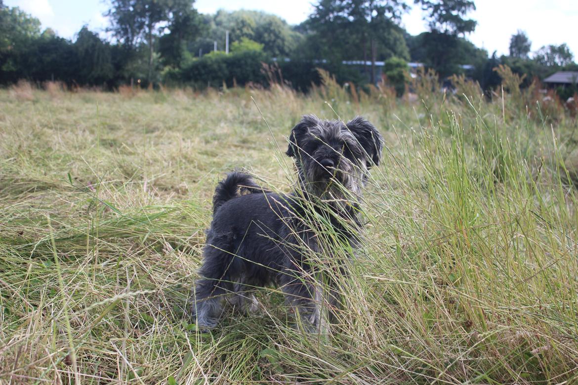 Dvaergschnauzer William (Staldhund<3) billede 13