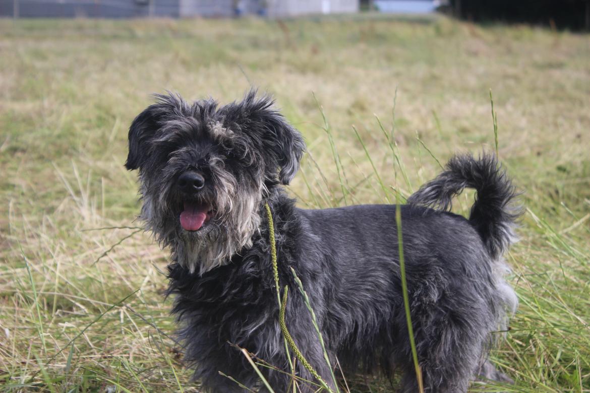Dvaergschnauzer William (Staldhund<3) billede 11