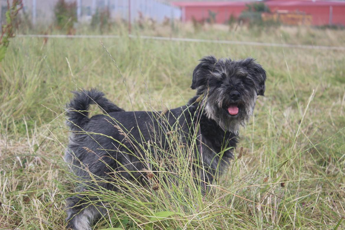 Dvaergschnauzer William (Staldhund<3) billede 1