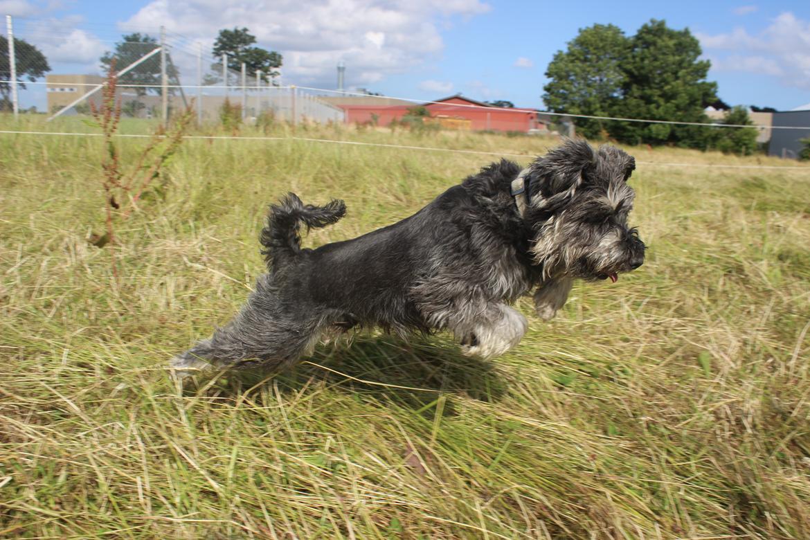 Dvaergschnauzer William (Staldhund<3) billede 3