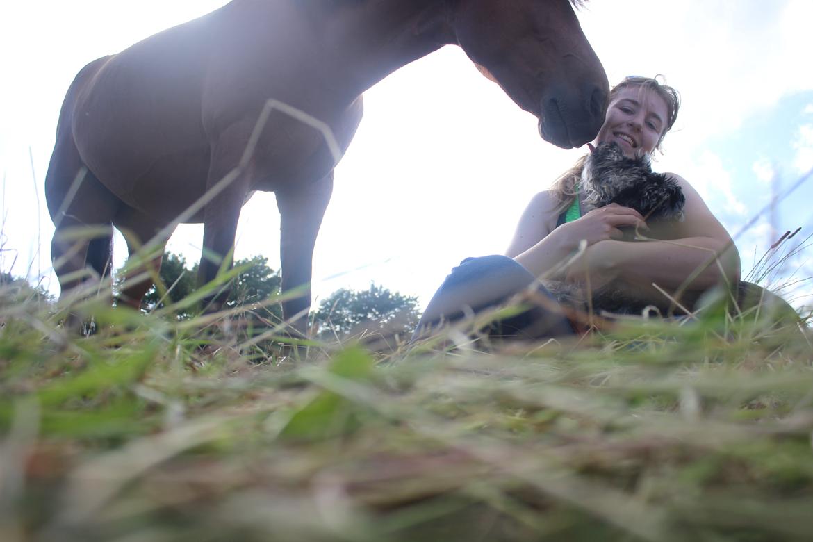 Dvaergschnauzer William (Staldhund<3) billede 15