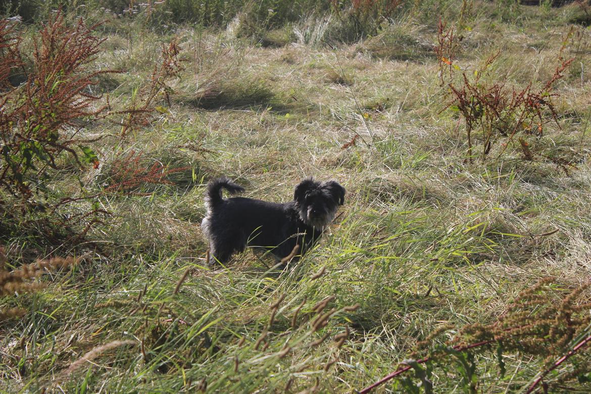 Dvaergschnauzer William (Staldhund<3) billede 7