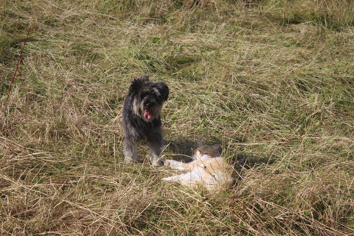 Dvaergschnauzer William (Staldhund<3) billede 9