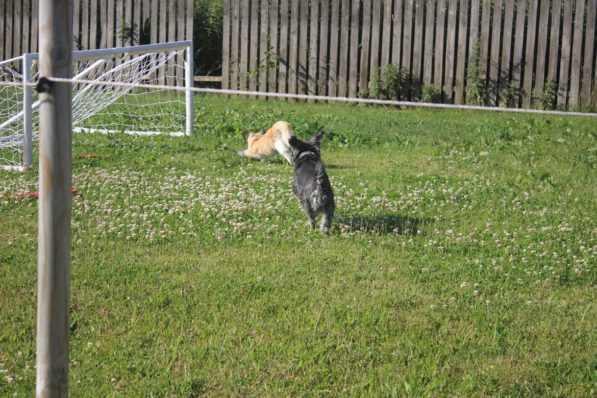 Dvaergschnauzer William (Staldhund<3) billede 17
