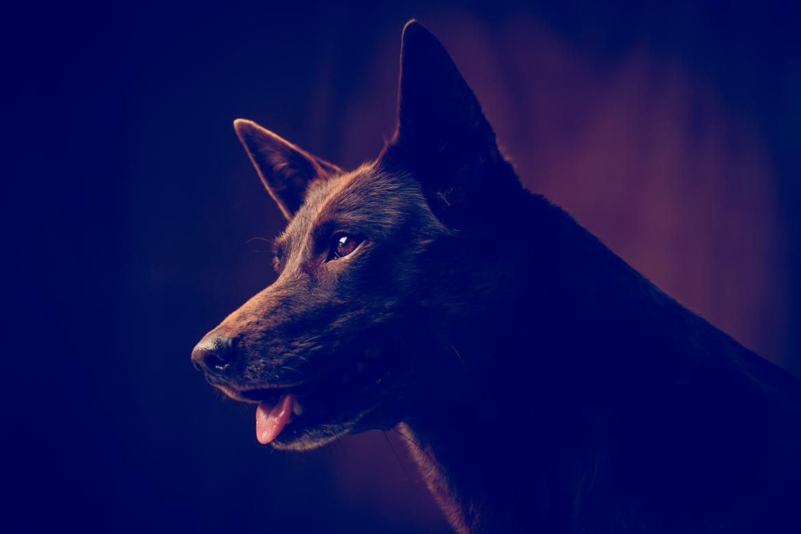 Australsk kelpie Dooley  - Dooley 22.7.15 - Fotograf Christian Thøgersen billede 13