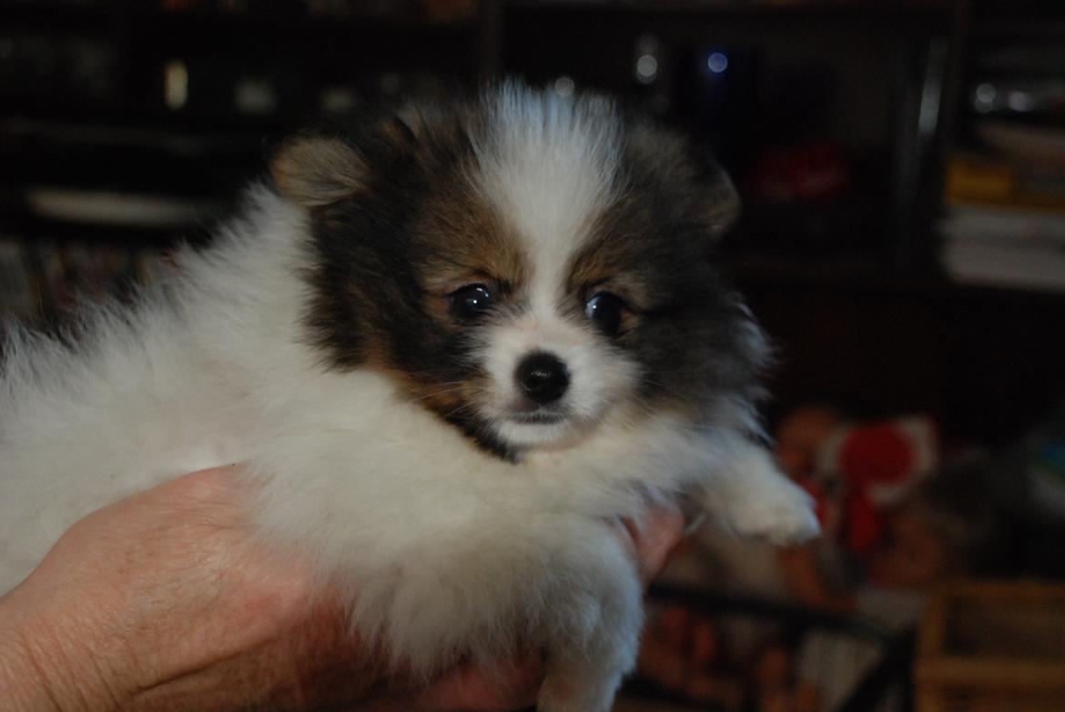 Pomeranian poms parti billede 4