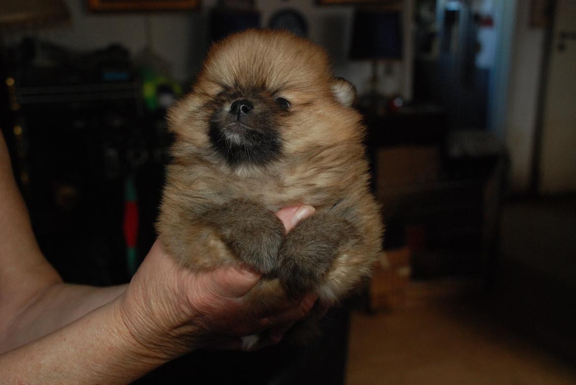 Pomeranian poms parti billede 5