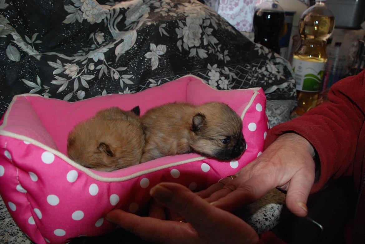 Pomeranian poms parti billede 7