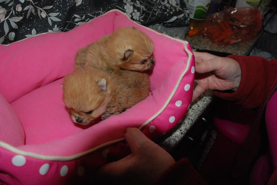 Pomeranian poms parti billede 8