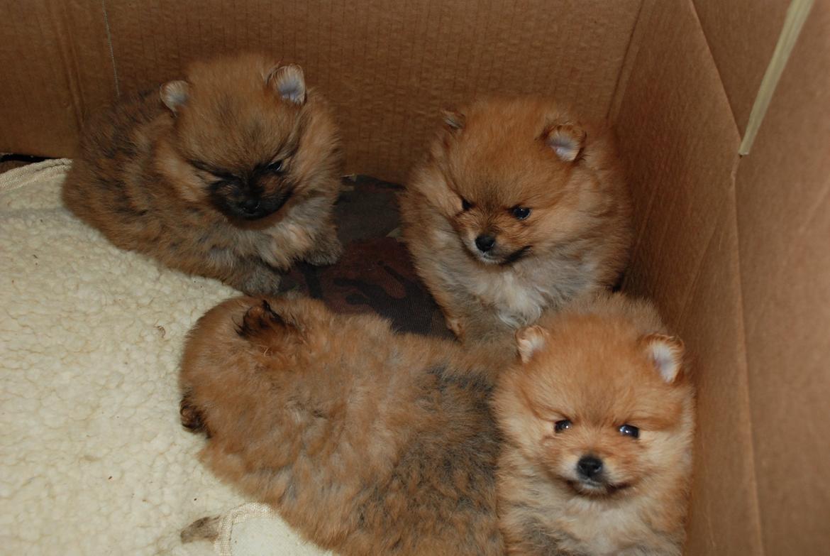 Pomeranian poms parti billede 9