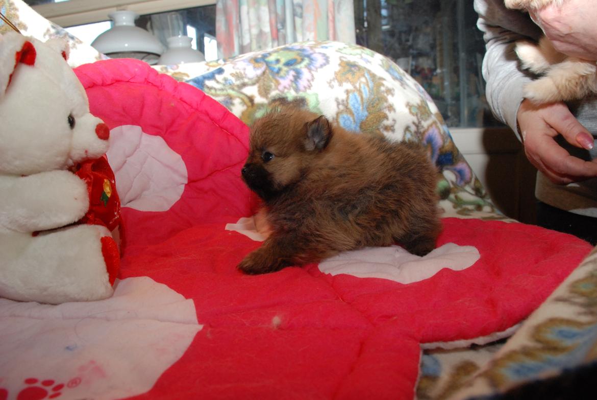 Pomeranian poms parti billede 10