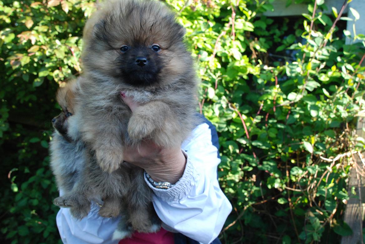 Pomeranian poms parti billede 11
