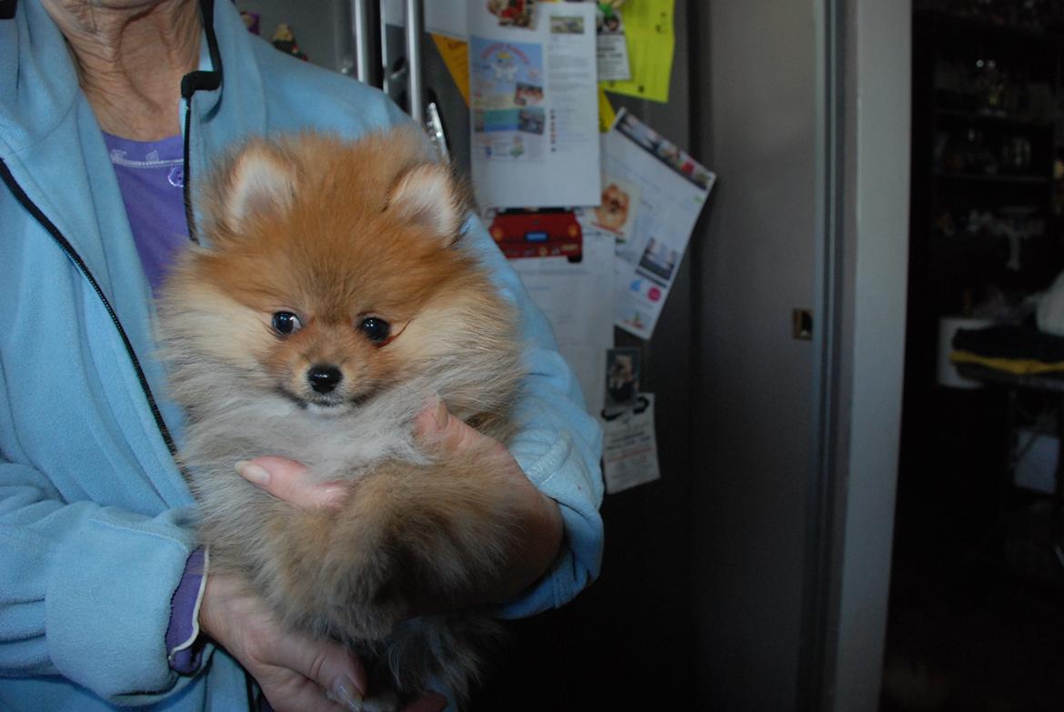Pomeranian poms parti billede 12