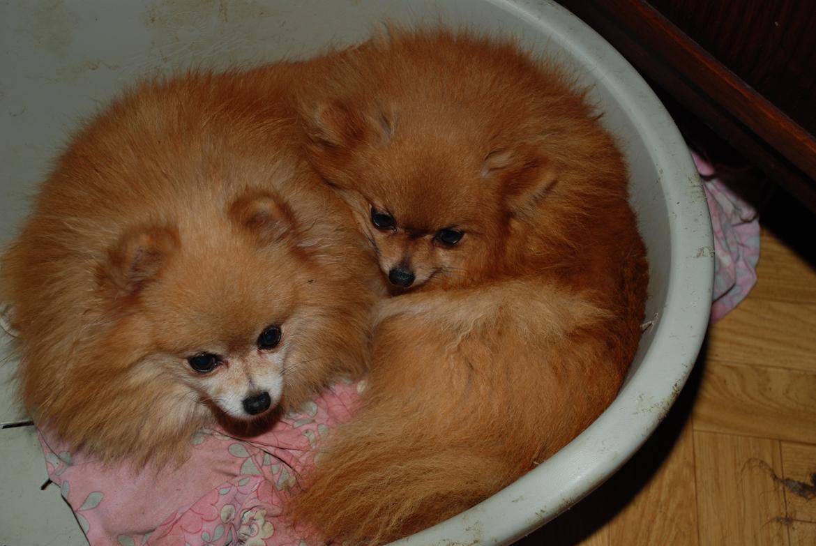 Pomeranian poms parti billede 13